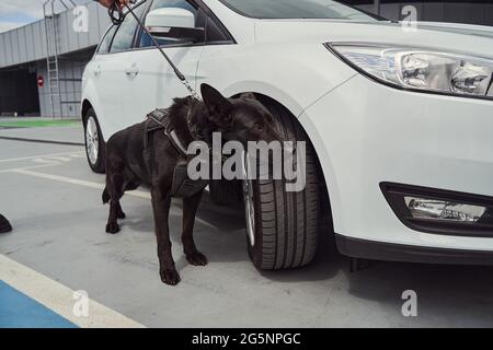 Cane di sicurezza o cane di rilevamento che ispeziona il veicolo all'aeroporto Foto Stock