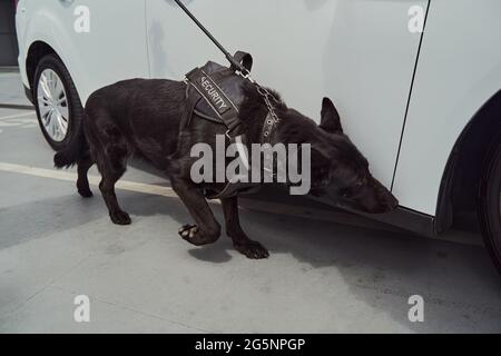 Cane da cecchino o cane da rilevamento che ispeziona l'auto all'aeroporto Foto Stock