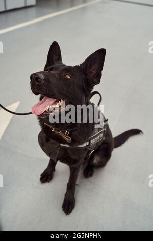 Cane di sicurezza o cane di rilevamento in servizio all'aeroporto Foto Stock