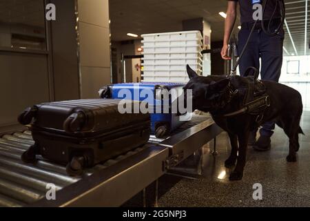 Addetto alla sicurezza con il cane della polizia che controlla i bagagli all'aeroporto Foto Stock