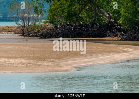 Whimbrel (Numenius phaeopus) uccello guado con lungo becco a piedi e l'alimentazione sulla bassa marea sulla spiaggia di sabbia e la foresta di mangrovie nel backgro Foto Stock