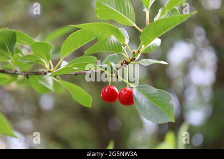 Bonn Germania Giugno 2021 due ciliegie rosse mature appese sull'albero su uno sfondo verde in luce naturale Foto Stock