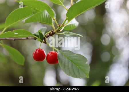 Bonn Germania Giugno 2021 due ciliegie rosse mature appese sull'albero su uno sfondo verde in luce naturale Foto Stock