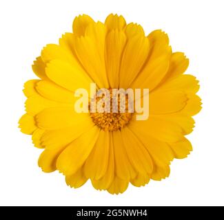 Fiore giallo marigold isolato su sfondo bianco Foto Stock
