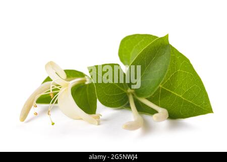 Fiore di honeysuckle isolato su sfondo bianco Foto Stock