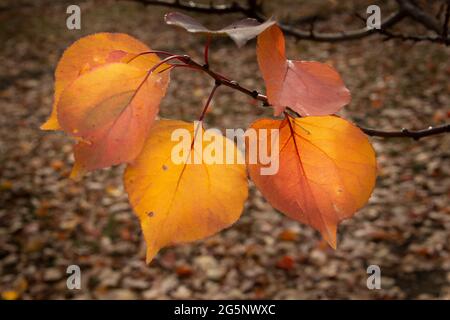 Immagine ravvicinata delle foglie d'albicocca dorate in autunno, nella regione di Otago, nell'Isola del Sud Foto Stock