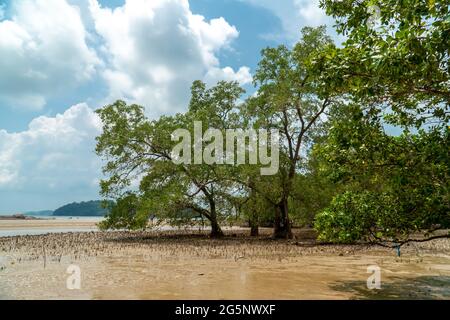 Pneumatophores, radici aeree, radici speciali per respirare di mela di mangrovie, Cork Tree in spiaggia di foresta di mangrovie al periodo di bassa marea, Endau, Malesia Foto Stock