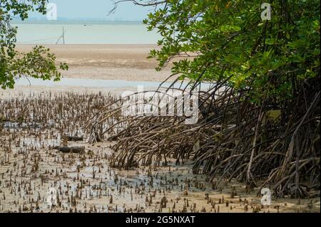 Radici lunghe dell'albero di mangrovie, pneumatophores, radici aeree, radici speciali per respirare della mela di mangrovie, l'albero di sughero nella spiaggia della foresta di mangrovie alla bassa marea Foto Stock