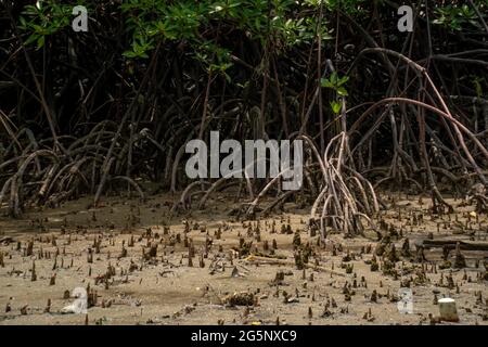 Primo piano di lunghe radici di mangrovie, pneumatofori e radici aeree. Mangrovie foresta a bassa marea, Endau, Malesia. Migliore natura paesaggio sfondo Foto Stock