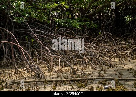 Primo piano di lunghe radici di mangrovie, pneumatofori e radici aeree. Mangrovie foresta a bassa marea, Endau, Malesia. Migliore natura paesaggio sfondo Foto Stock