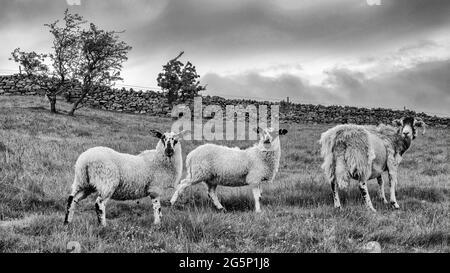 Swaledale pecore che valuta gli escursionisti sopra Low Row, Swaledale, Yorkshire Dales, Regno Unito Foto Stock