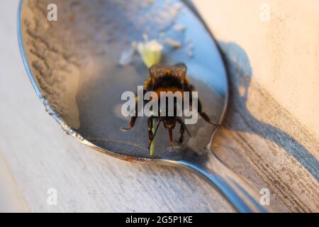 Drowsy Bee bere acqua di zucchero dal cucchiaio Foto Stock