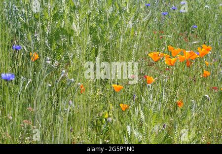 Sezione di un prato di fiori selvatici, attraente per le api e le farfalle, con papaveri gialli della California e fiori di mais blu Foto Stock