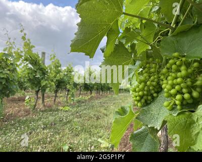 foglie e uve non mature in azienda in francia Foto Stock