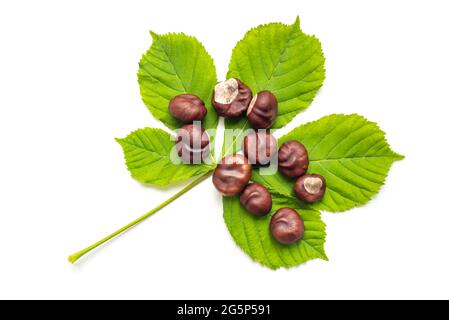 Foglia lussureggiante con castagne marroni secche su sfondo bianco Foto Stock