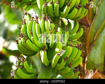 Primo piano di banane verdi non mature alla luce del sole. Macro shot di banane su sfondo sfocato. Foto Stock