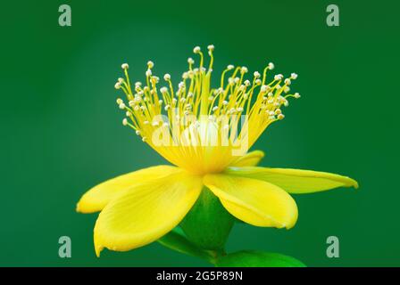 Fiore giallo tutsan di bellezza con pistilli. Vista frontale, primo piano. Hypericum inodorum, fama rossa. Pianta medicinale. Sfondo verde naturale sfocato. Foto Stock