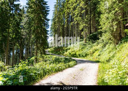 Vista alpina estiva di una strada di ghiaia attraverso alberi verdi. Escursioni nella bellezza delle Alpi austriache, a Salisburgo Foto Stock