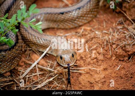 Scaletta serpente da vicino con lingua esterna Foto Stock