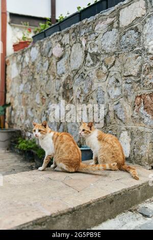 Due gatti zenzero identici sono seduti sul pavimento Foto Stock
