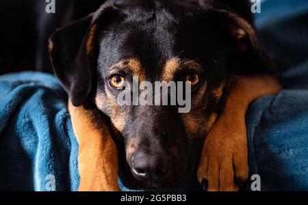 ritratto di cane senza allevamento, canino nero misto di razza guardando con testa e museruola tra le gambe su un letto Foto Stock