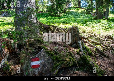 Segnavia dipinta su un albero delle Alpi austriache Foto Stock