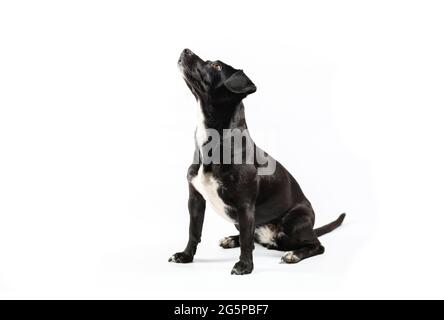 piccolo ritratto di cane nero senza allevamento, razza mista canina guardando curioso isolato sfondo bianco Foto Stock