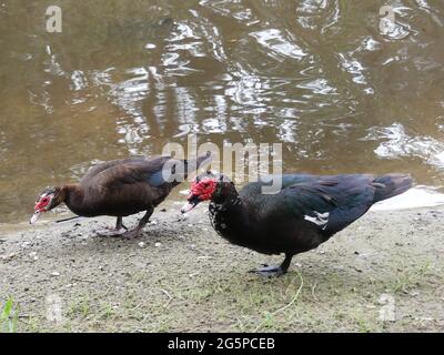 Sarasota, Florida, Stati Uniti. 25 Giugno 2021. Le anatre moscovie popolano lo stagno delle anatre e terrorizzano la gente e gli animali domestici con la loro aggressività. Credit: John Marshall Mantel/ZUMA Wire/Alamy Live News Foto Stock