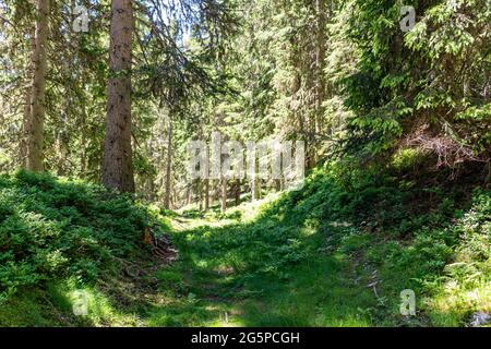 Foresta alpina in Austria. Verde fresco e vibrante con alberi in una soleggiata giornata estiva Foto Stock