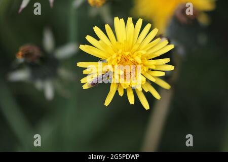 Hoverfly (Pelecocera tricincta) su dente di leone Foto Stock