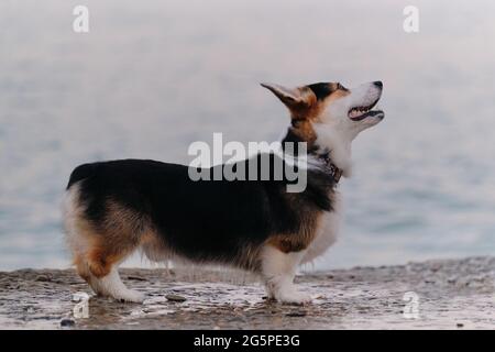 Il gallese Corgi Pembroke tricolore si erge splendidamente e si posa sul molo al mattino sullo sfondo del mare blu. Il Pastore più piccolo del mondo. A piedi Foto Stock