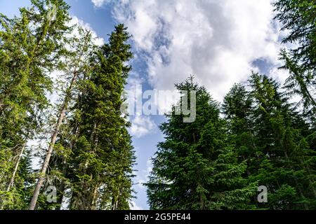Vista ad angolo basso di abeti in un bosco Foto Stock