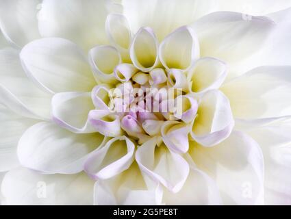 Primo piano di un fiore di Dahlia. Membro della famiglia delle Compositae (chiamata anche Asteraceae), provengono dal Messico e dal Sud America. Foto Stock