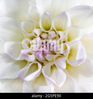 Primo piano di un fiore di Dahlia. Membro della famiglia delle Compositae (chiamata anche Asteraceae), provengono dal Messico e dal Sud America. Foto Stock