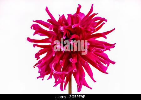 Primo piano di un fiore di Cerise Shaggy Dahlia. Membro della famiglia delle Compositae (chiamata anche Asteraceae), provengono dal Messico e dal Sud America. Foto Stock