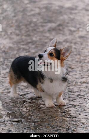 Il Pastore più piccolo del mondo. Cute teen cucciolo gallese Corgi pembroke tricolore si erge su molo in cemento e posa. Camminare con il cane all'aria aperta. Foto Stock