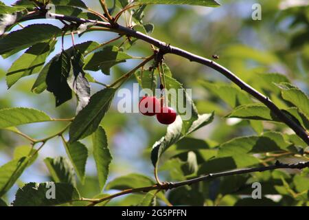 Ciliegie acide rosse fresche sull'albero Foto Stock