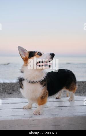 Ritratto di Corgi Pembroke gallese tricolore da vicino sullo sfondo del mare blu e del cielo rosa dell'alba. Bellissimo cane pastore inglese. Stan di Corgi Foto Stock