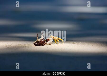 Granchio fantasma Atlantico (Ocypode quadrata) sulla spiaggia. Isola di Pankor Laut, Malesia Foto Stock