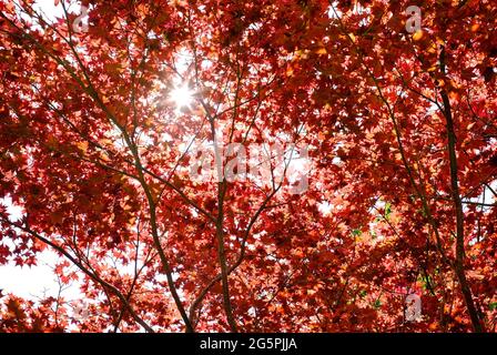 foglie rosse sull'albero giapponese acer in giardino inglese, hampshire, inghilterra Foto Stock