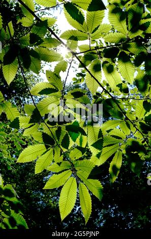 estate luce del sole che splende attraverso le foglie verde brillante sull'albero, norfolk, inghilterra Foto Stock
