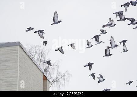 splendide colombe in volo contro il cielo Foto Stock