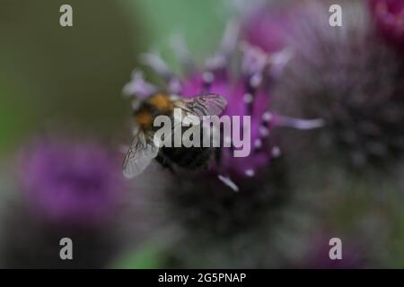 Natural World - primo piano di un'ape arbusto-carder / Bombus sylvarum che forava su un bordock Lesser a fiore viola / Arctium meno Foto Stock