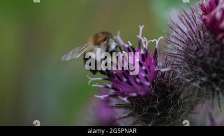 Natural World - primo piano di un'ape arbusto-carder / Bombus sylvarum che forava su un bordock Lesser a fiore viola / Arctium meno Foto Stock