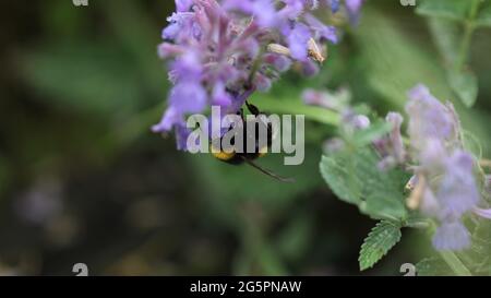 Wildlife & Natural World Concept - primo piano di un Bumblebee dalla coda bianca che invecchia sulle piante di erbe Catswart / Nepeta racemosa Foto Stock