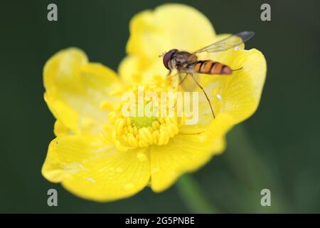 Primo piano di un hoverfly ( Diptera) che forava su un maggiore spearwort / buttercup d'acqua / Ranunculus lingua Foto Stock