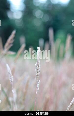 Alta erba festosa nelle prime ore del mattino prima dell'alba Foto Stock