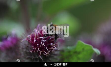 Natural World - primo piano di un'ape arbusto-carder / Bombus sylvarum che forava su un bordock Lesser a fiore viola / Arctium meno Foto Stock