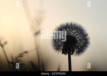 Silhouette di dente di leone all'alba Foto Stock