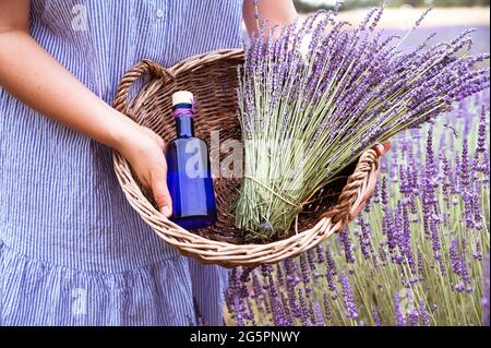 olio essenziale di lavanda in una bella bottiglia in mano. Foto d'inventario campo di lavanda in Provenza, Francia. Fioritura Violet fragranti fiori di lavanda. Lavanda crescente ondeggiante sul vento sopra. Cosmetica naturale Foto Stock